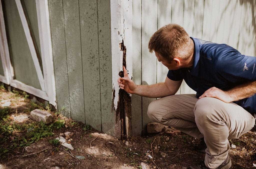 termite inspection