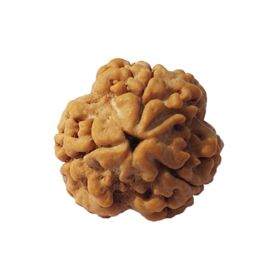 The Complete Rudraksha Guide: Everything You Need to Know