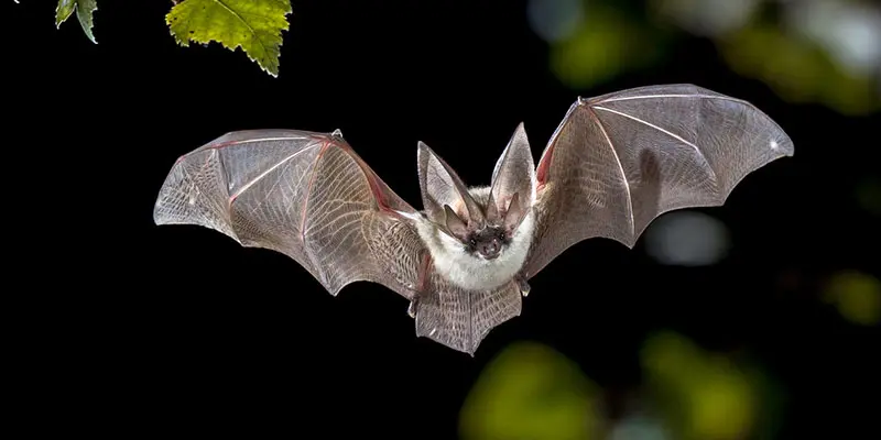 Bat removal in Houston