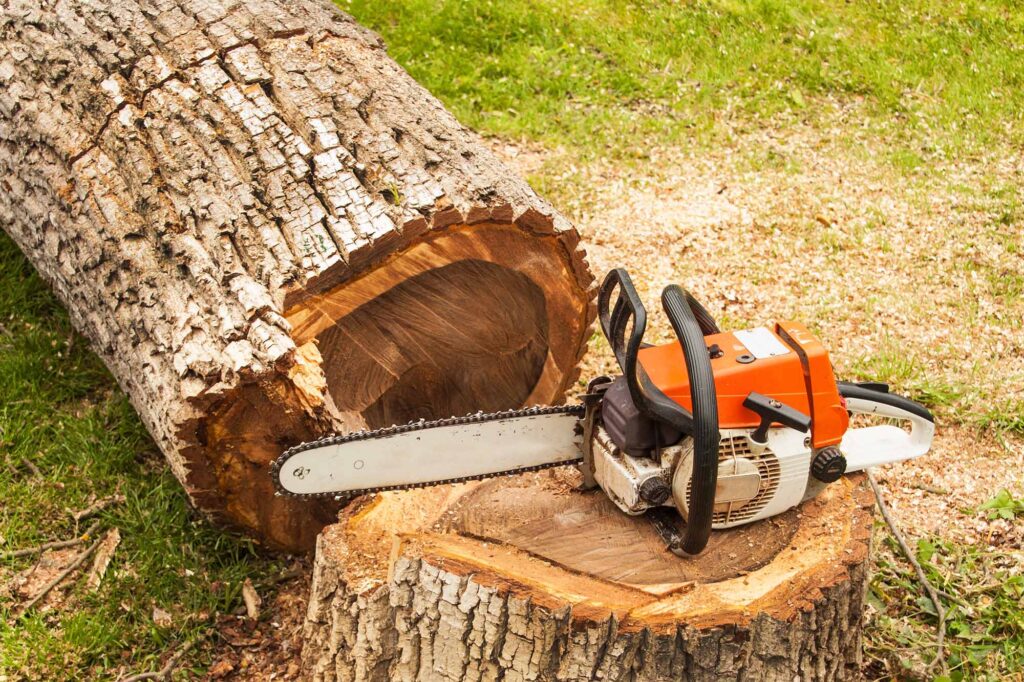 Tree Removal Services in Sacramento CA	