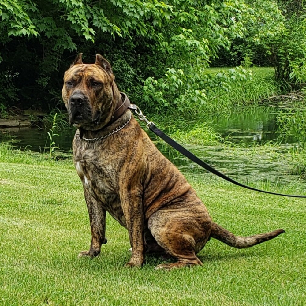 Tips For Raising A Healthy and Happy Presa Canario In Atlanta