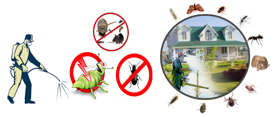 Termite fumigation services