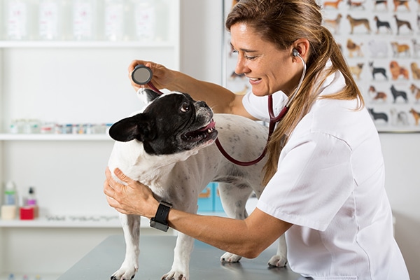 Veterinary Telehealth Market Size, Share, Growth, Trends, and Forecast 2032
