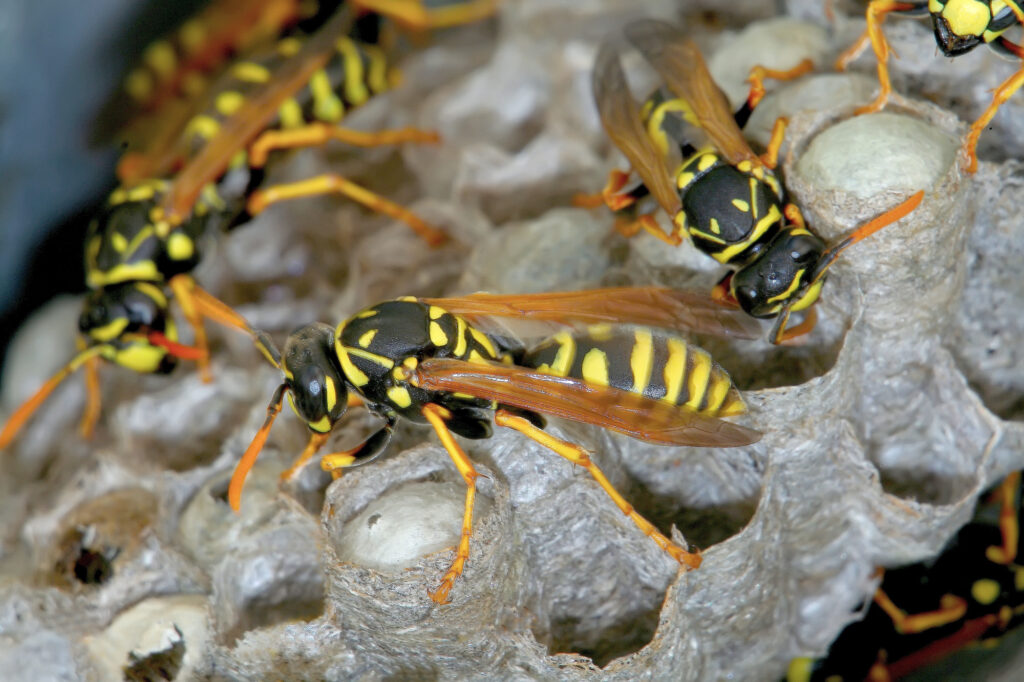 wasp nest control