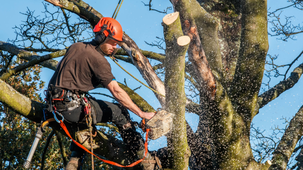 Tree Trimming Services