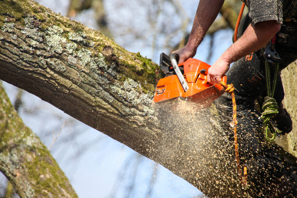 Tree Removal Services in Anaheim CA