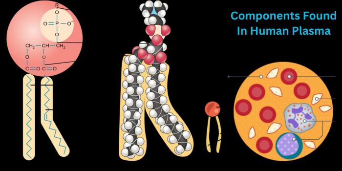 Components Found In Human Plasma