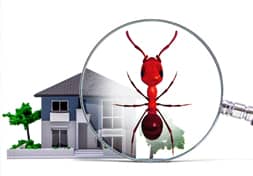 Ants Control in Dubai: Expert Solutions for a Pest-Free Home