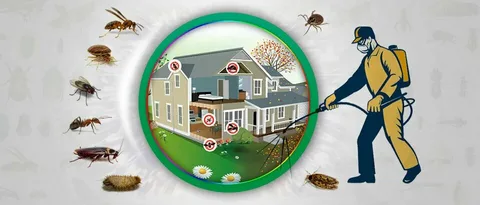 Effective Pest Control and Bed Bug Treatment: Complete Guide