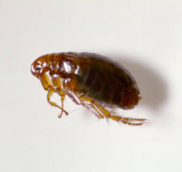 Bed Bug Control in Stratford