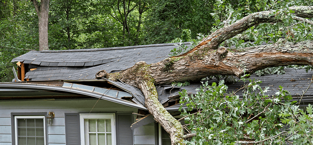 What Makes Emergency Tree Services a Must After Severe Weather?