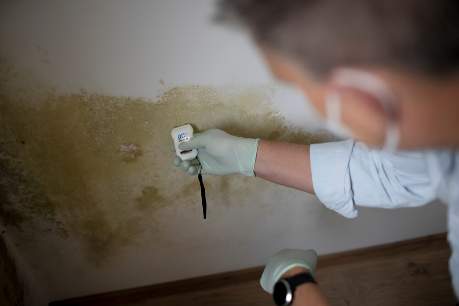 Black mold inspection