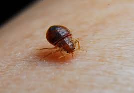 Bed Bug Treatment Brooklyn